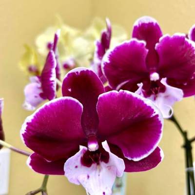 Phalaenopsis Orchids