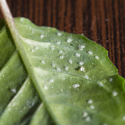 Insect Identification