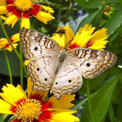 Butterfly Gardening
