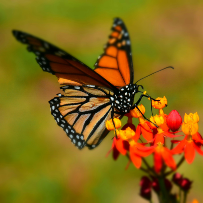 Butterfly Gardening