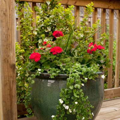Container Gardening
