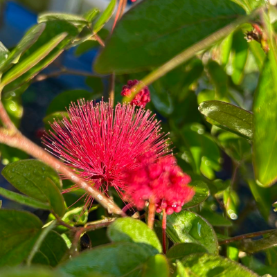  Problem Solving & Landscape Installation