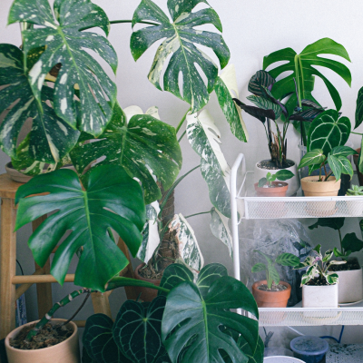 Interior Plant Care
