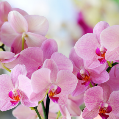 Repotting Orchids