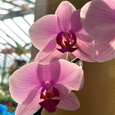  Repotting Orchids