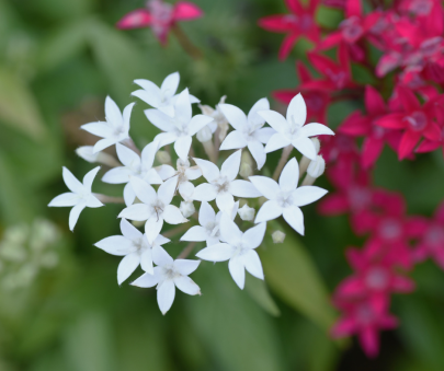 pentas
