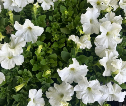 petunias