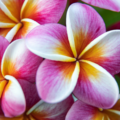 B and B Exotics Plumeria