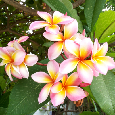 All About Plumerias