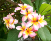All About Plumerias