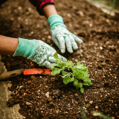 Vegetable Gardening